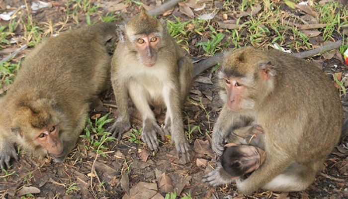 Mengintip Perilaku Monyet Ekor Panjang di Wisata Keramat Solear