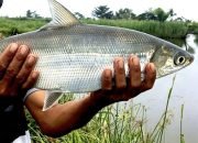 Jejak Strike di Pulau Cangkir: Menunggu Bandeng Babon Menyapa Ujung Kail