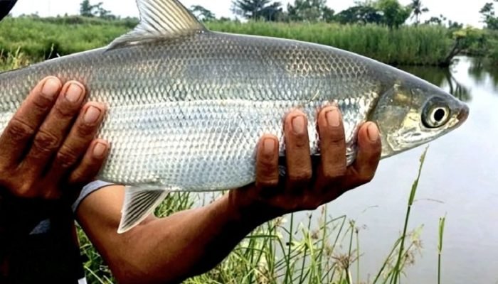 Jejak Strike di Pulau Cangkir: Menunggu Bandeng Babon Menyapa Ujung Kail