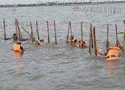 Mereka-mereka Tersangkut Pagar Cerucuk Bambu di Laut Tangerang