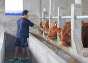 DKP Klaim PMK Hewan di Kota Tangerang Masih Terkendali