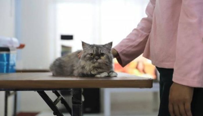 Pemkot Tangerang Gelar Vaksinasi Rabies Gratis, Ini Syarat dan Lokasinya