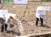 Pemkab Tangerang Bikin Program Gerakan Tanam Jagung Hibrida
