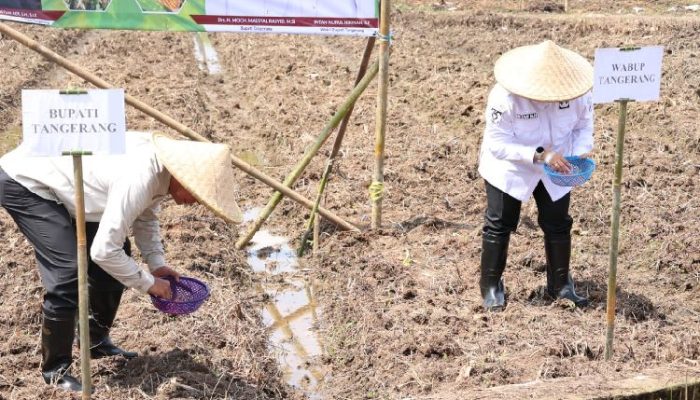 Pemkab Tangerang Bikin Program Gerakan Tanam Jagung Hibrida