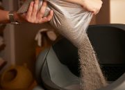 Tips Memilih Jenis Pasir Kucing Anti Bau