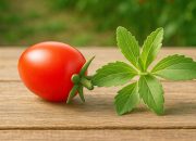 Tomat Tapi Manis? Astyfarm Ciptakan Terobosan Baru di Dunia Hortikultura