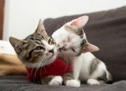 Cara Mudah Kenali Perbedaan Kucing Jantan dan Betina