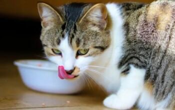 Mangkuk Kucing dan Bahaya Makanan yang Terlambat Disimpan