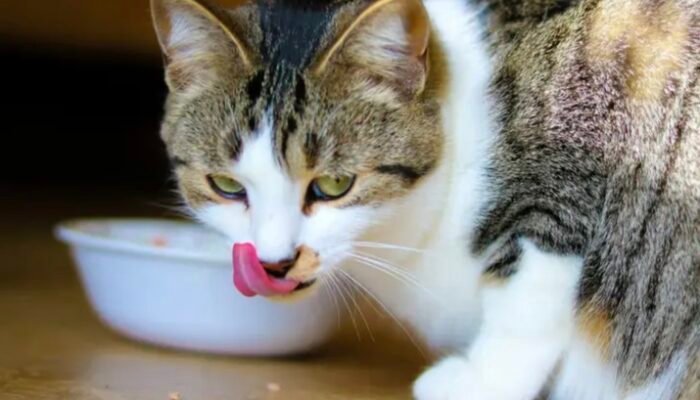 Mangkuk Kucing dan Bahaya Makanan yang Terlambat Disimpan