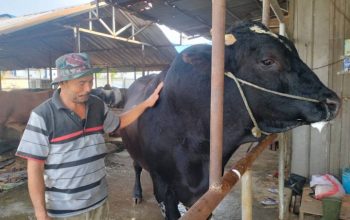 Prabowo Pesan Sapi “Sambo” untuk Kurban di Kota Tangerang