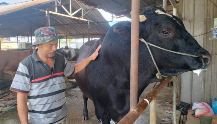 Prabowo Pesan Sapi “Sambo” untuk Kurban di Kota Tangerang