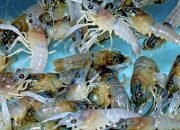 Jejak 50 Ribu Benih Lobster Terhenti di Merak, Bisnis Gelap Rp7,5 M Terbongkar