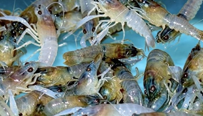 Jejak 50 Ribu Benih Lobster Terhenti di Merak, Bisnis Gelap Rp7,5 M Terbongkar