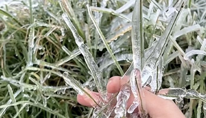 Saat Dieng Diselimuti Embun Upas, Alam Menulis Ceritanya Sendiri