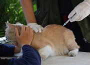 Jaga Status Bebas Rabies, Kota Tangerang Gelar Vaksinasi Gratis untuk Anabul