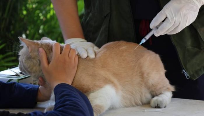 Jaga Status Bebas Rabies, Kota Tangerang Gelar Vaksinasi Gratis untuk Anabul