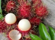Rambutan Parakan, Jejak Manis yang Menolak Hilang dari Tangerang