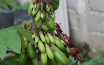 Belimbing Wuluh, Si Asam dari Pekarangan yang Tak Boleh Dipandang Sebelah Mata