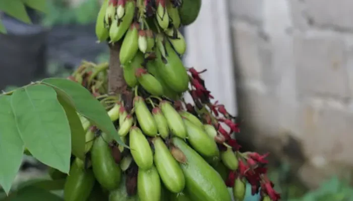 Belimbing Wuluh, Si Asam dari Pekarangan yang Tak Boleh Dipandang Sebelah Mata