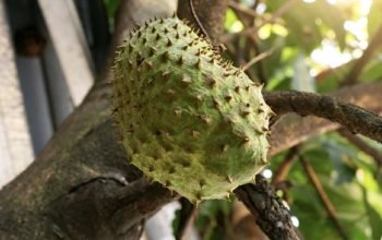 Sirsak: Buah Perantau yang Menumbuhkan Mitos di Pekarangan Nusantara