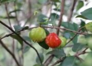 Mitos, Kejatuhan Buah Sianto “Dewandaru” Pertanda Keberuntungan?