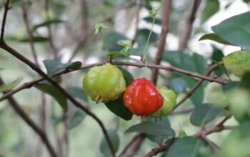 Mitos, Kejatuhan Buah Sianto “Dewandaru” Pertanda Keberuntungan?