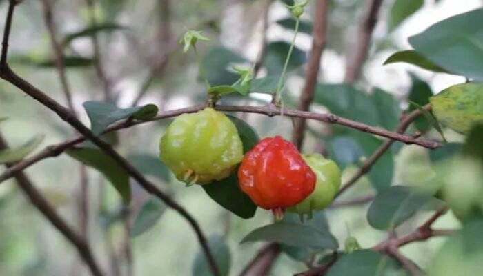 Mitos, Kejatuhan Buah Sianto “Dewandaru” Pertanda Keberuntungan?