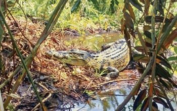 Buaya Betina Empat Meter Bikin Petani di Cikupa Lari Terbirit-birit