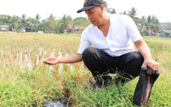 Demplot Padi Kronjo, Kabupaten Tangerang Uji Jalan Menuju Desa Mandiri Pangan