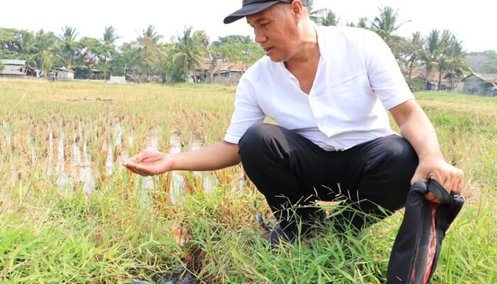 Demplot Padi Kronjo, Kabupaten Tangerang Uji Jalan Menuju Desa Mandiri Pangan