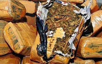 Remaja 15 Tahun dan Jejak Ganja 3,4 Kilogram di Pul Bus Tanah Tinggi