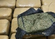 Polisi Bongkar Gudang Ganja di Rumah Kontrakan Jatinegara