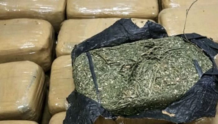 Polisi Bongkar Gudang Ganja di Rumah Kontrakan Jatinegara