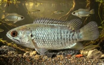 Ketika Sawah Kering Kembali Dihuni Ikan: Rahasia Kehidupan di Balik Lumpur