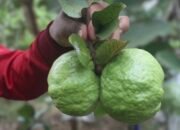 Jambu Kristal, Buah dari Taiwan yang Menemukan Rumah di Indonesia