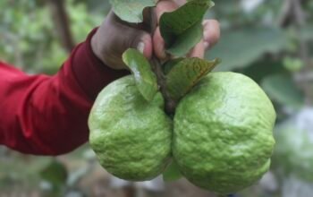 Jambu Kristal, Buah dari Taiwan yang Menemukan Rumah di Indonesia