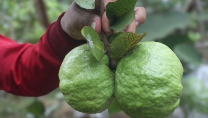 Jambu Kristal, Buah dari Taiwan yang Menemukan Rumah di Indonesia