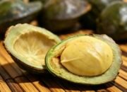 Jejak Jengkol, dari Hutan Tropis hingga Meja Makan Nusantara