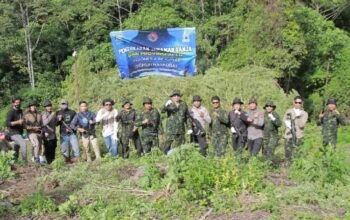 30 Ribu Batang Ganja dari Lereng Pegunungan Nagan Raya Dimusnahkan