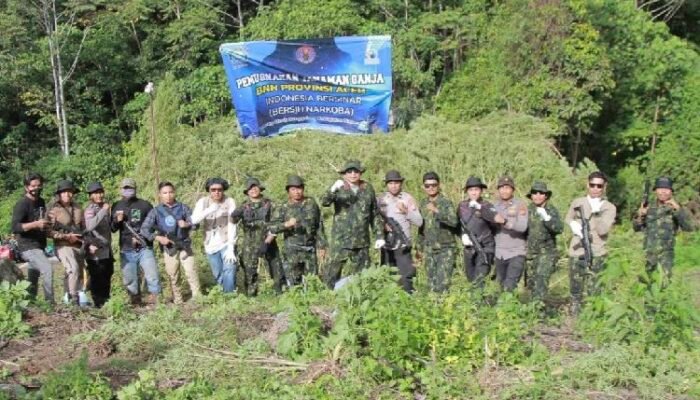 30 Ribu Batang Ganja dari Lereng Pegunungan Nagan Raya Dimusnahkan