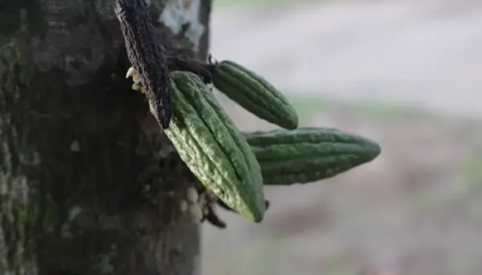 Dari Minahasa ke SilverQueen: Jejak Panjang Cokelat di Indonesia