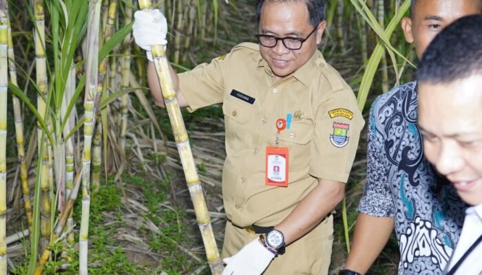 Cikuya Jadi Desa Komoditi, Pemkab Tangerang Bidik Petani Muda Jadi Pengusaha