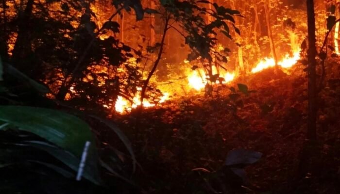 Kemarau, BNPB: Karhutla dan Kekeringan Melanda Sejumlah Daerah