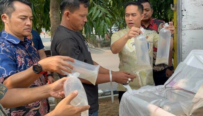 Dari Jayanti ke Palembang, 150 Ribu Benih Lobster Digagalkan Polda Banten