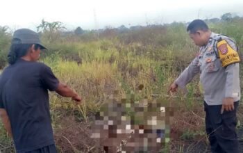 Tulang Diduga Kerangka Manusia Ditemukan di Lahan Kosong Kuta Bumi