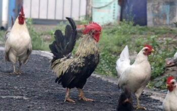 Ayam Kate: Si Mungil dari Pelabuhan Banten yang Namanya Mendunia