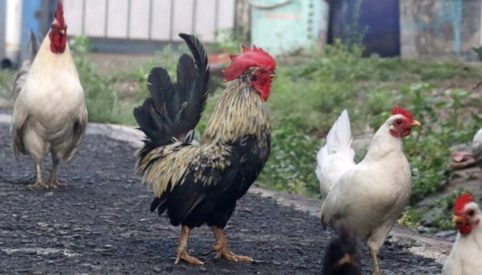 Ayam Kate: Si Mungil dari Pelabuhan Banten yang Namanya Mendunia