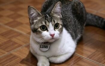 Parasit pada Kucing Bisa Menular ke Manusia, Anak Kucing Lebih Rentan