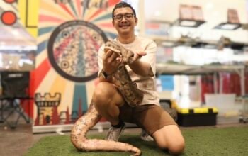 Hubungan Ular dengan Manusia: Ketika Rasa Takut Mengalahkan Fakta
