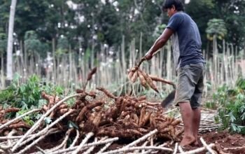 Singkong di Lampung Mahal: Kemarau atau Karena Ada Larangan Impor?